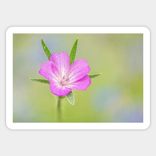 Corncockle Flower Sticker